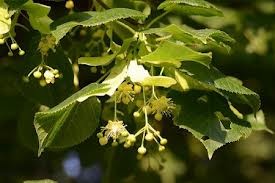 Poziv na prijavu za manifestaciju 